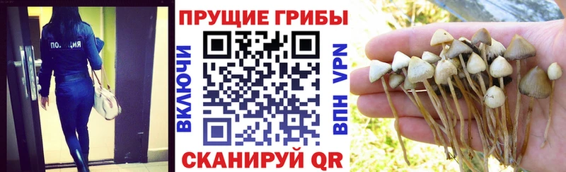 купить   Гулькевичи  Псилоцибиновые грибы ЛСД 